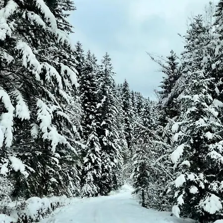 Pikuy Affittacamere Zhdeniievo